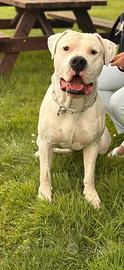 Dogo argentino