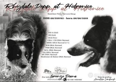 Cuccioli border collie