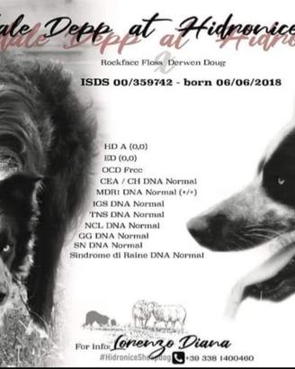 Cuccioli border collie