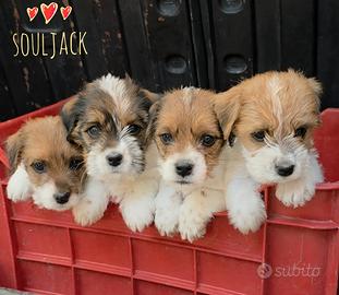 Jack Russell Terrier pedigree ENCI - broken/ruvidi