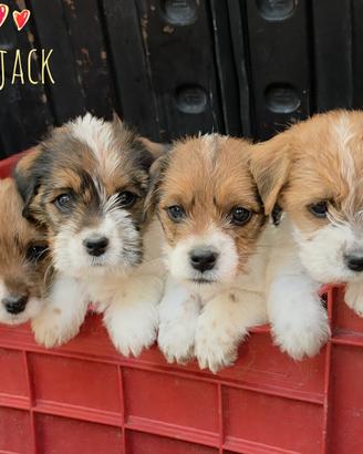 Jack Russell Terrier pedigree ENCI - broken/ruvidi