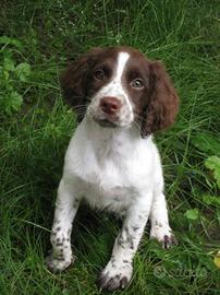 Springer