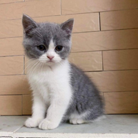 Gatto Scottish stright
