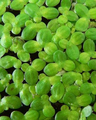 Lemna minor  pianta galleggiante