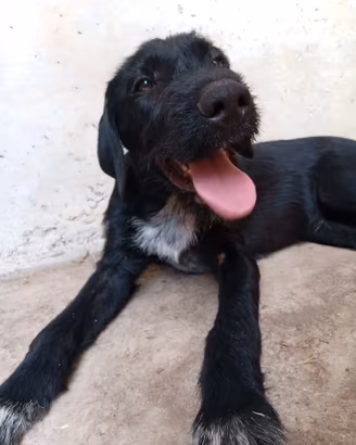 Cuccioli cane