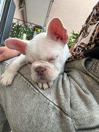 Bulldog francese esotico