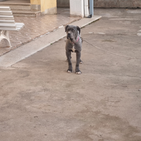 Cane corso femina