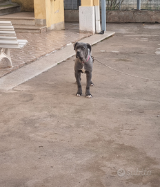 Cane corso femina
