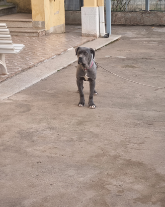 Cane corso femina