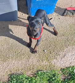 Cucciolo pinscher