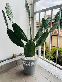 Cactus - fico d’india