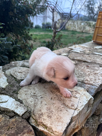 Cuccioli border collie