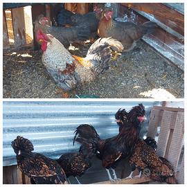 Galline anatre oche pulcini