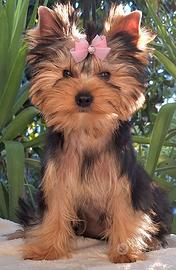 Cucciola di Yorkshire Terrier con pedigree ENCI