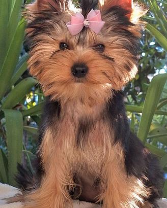 Cucciola di Yorkshire Terrier con pedigree ENCI