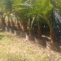 piante Washinton palme  cameroks