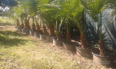 piante Washinton palme  cameroks