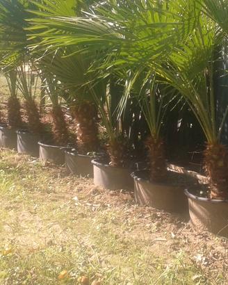 piante Washinton palme  cameroks