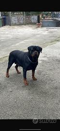 Rottweiler
