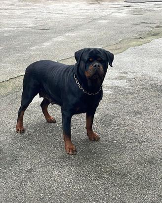 Rottweiler