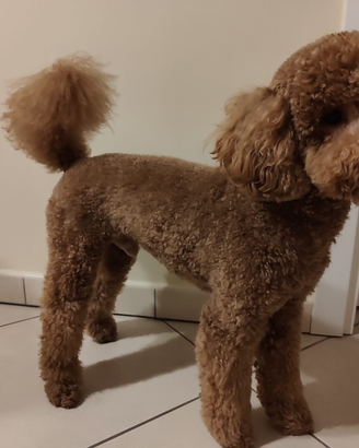 Cane da monta