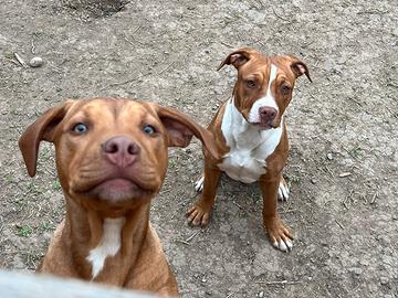Pitbull