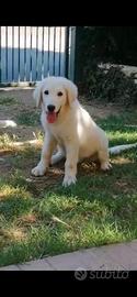 Cucciolo di pastore abruzzese maremmano