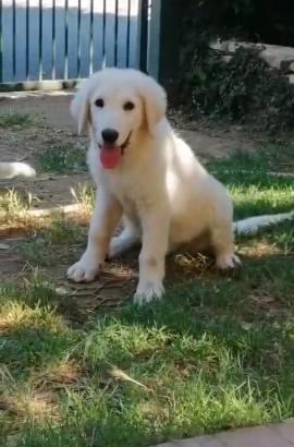 Cucciolo di pastore abruzzese maremmano