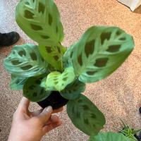 varie piante maranta e calathea 