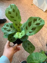 varie piante maranta e calathea 