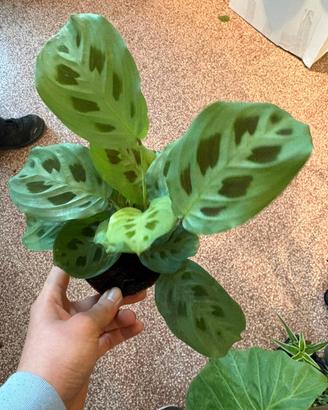 varie piante maranta e calathea 