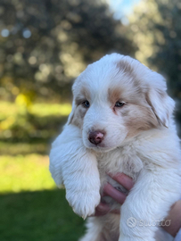 Cuccioli di pastore australiano