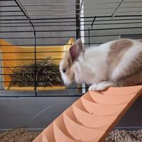 Coniglio nano testa di leone