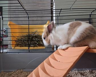 Coniglio nano testa di leone