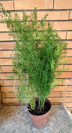 Pianta di Asparagina