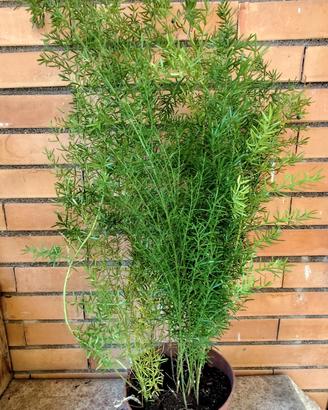 Pianta di Asparagina