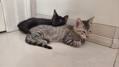 Coppia di gattini 75 giorni SMCV