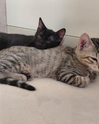 Coppia di gattini 75 giorni SMCV
