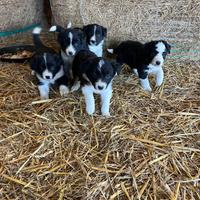 Cucciola border collie
