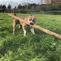 Amstaff