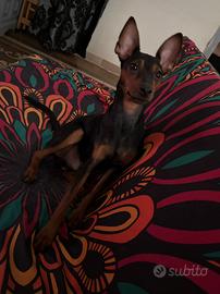 Dono zwergpinscher
