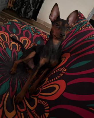 Dono zwergpinscher