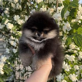 Spitz di pomerania cucciolo NERO FOCATO maschio