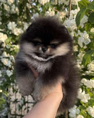 Spitz di pomerania cucciolo NERO FOCATO maschio