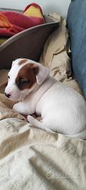Cucciolo jack Russell