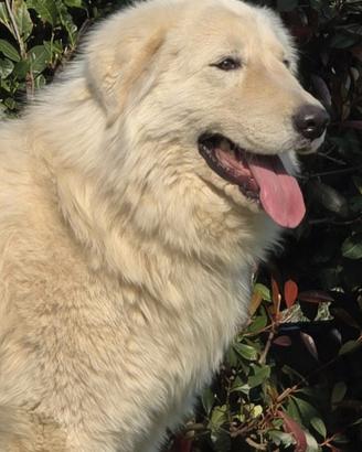 Cuccioli di pastore maremmano Abbruzzese
