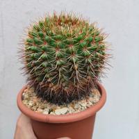 Notocactus Roseolutus vaso 13 fiore rosa   