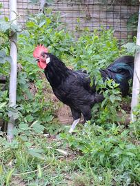 Gallo valdarno