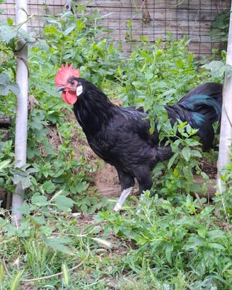 Gallo valdarno