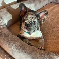Buldog francese blue merle